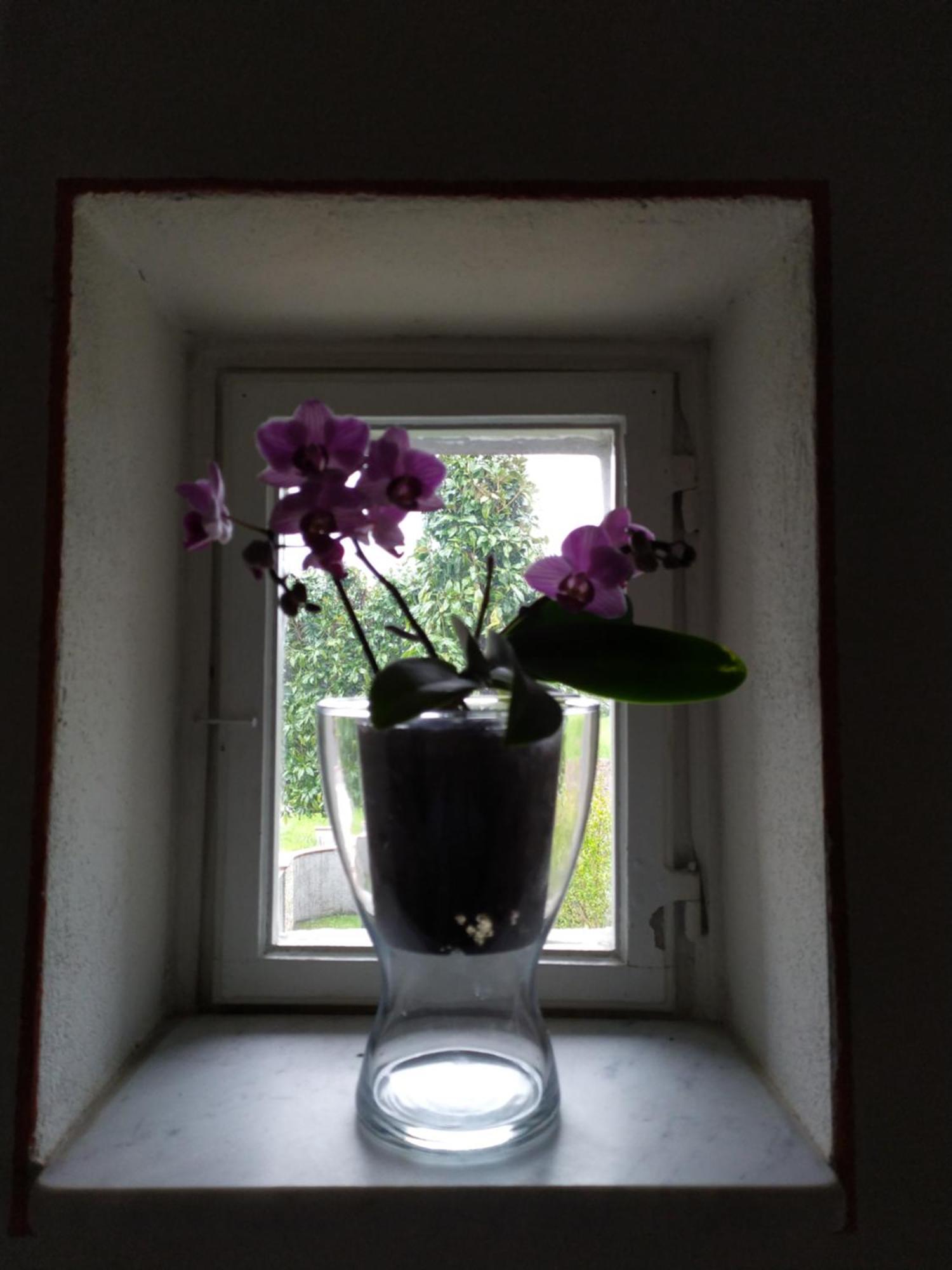 卢卡Le Rondini Di San Donato住宿加早餐旅馆 外观 照片